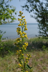 Solidago macrophylla