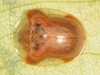 Small Orange Tortoise Beetle - Photo (c) Jason M Crockwell, some rights reserved (CC BY-NC-ND), uploaded by Jason M Crockwell