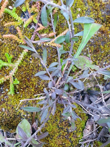Image of Polygala venulosa by no rights reserved