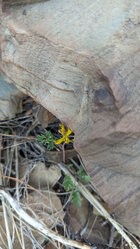 Mazatzal Divide Trail #23
