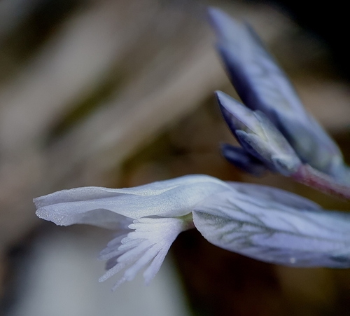Image of Polygala venulosa by no rights reserved