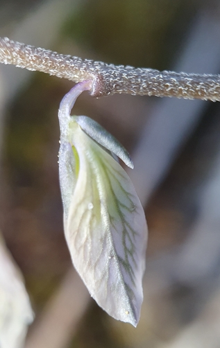 Image of Polygala venulosa by no rights reserved