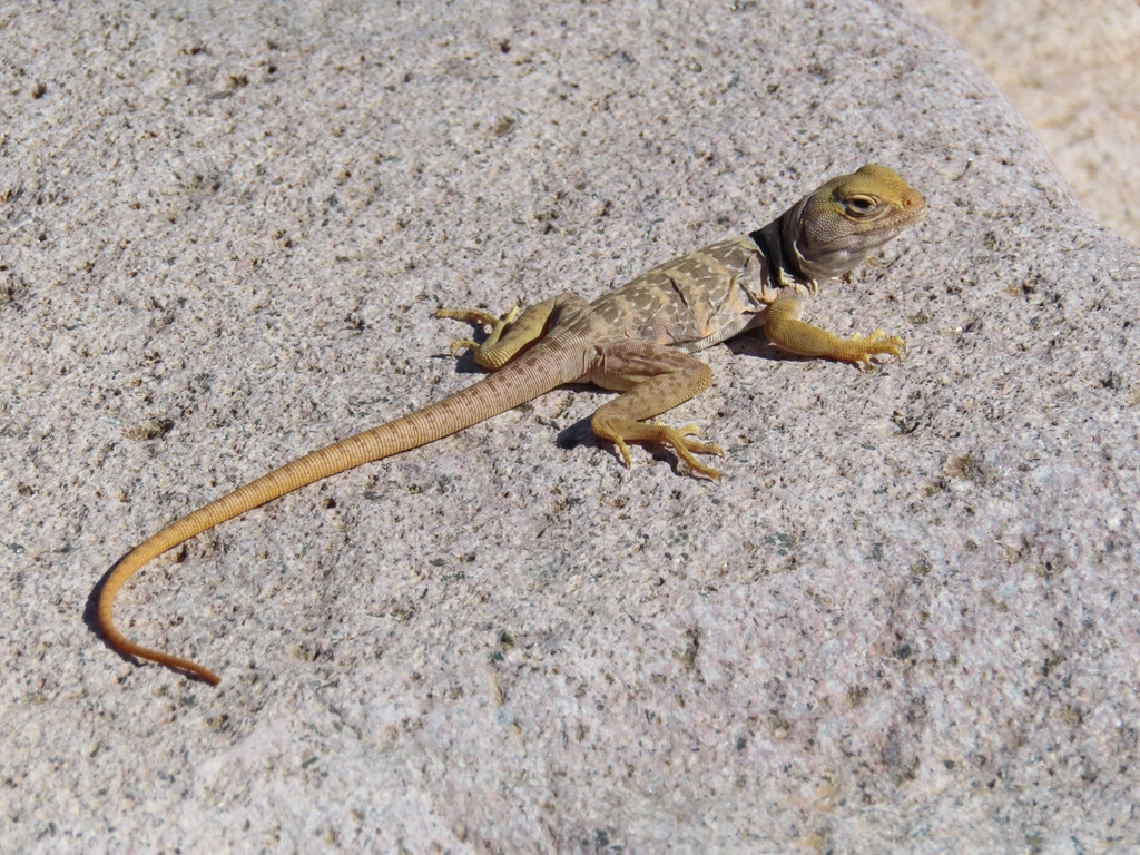 April Lizard Sonoran Collared Lizard in April 2023 by Vikki Jackson · iNaturalist