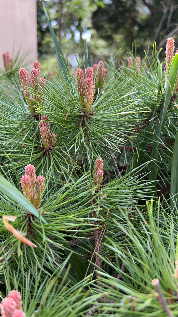소나무 from Filadelfia on 2023년 04월 11일 (화) at 03:07 오후 by cholecalciferol · iNaturalist 소나무 (Pinus densiflora)