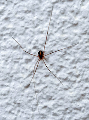 Cosmobunus granarius