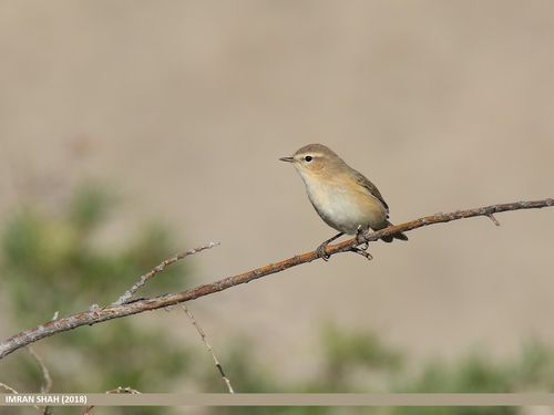 Mountain Chiffchaff (Phylloscopus sindianus) · iNaturalist