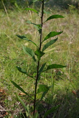 Solidago macrophylla