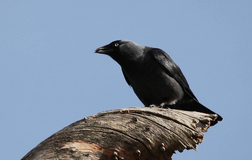 Eurasian Jackdaw