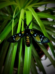 Chrysocale principalis