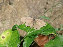Cissia terrestris