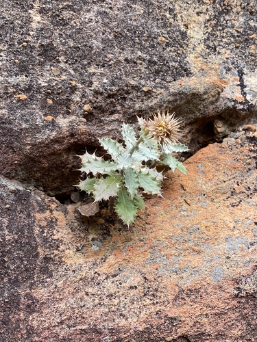 Cliff Capethistle (Berkheya dregei)
