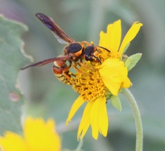 Megapterocheilus