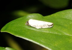 Antaeotricha
