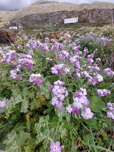Image of Matthiola tricuspidata by (c) purperlibel, some rights reserved (CC BY-SA)
