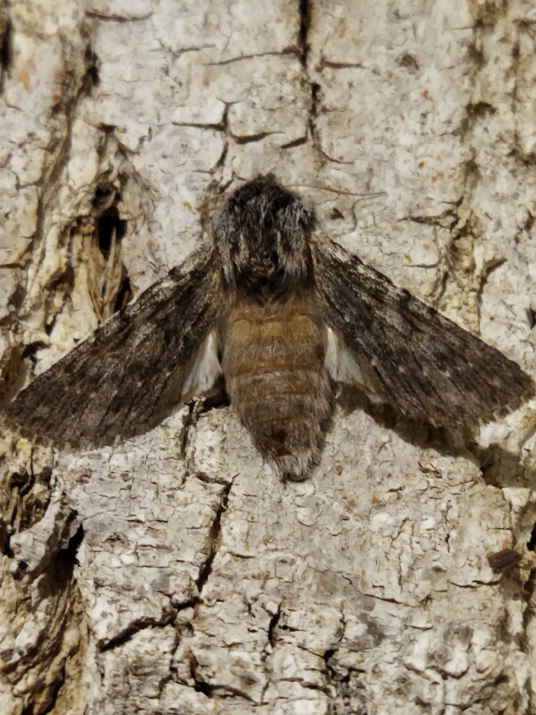 Dicranura ulmi