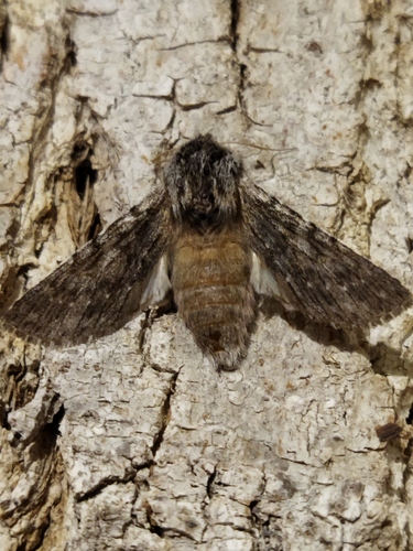Grisonne (La), Noctuelle de l'Orme (La)