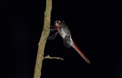 Libellula herculea