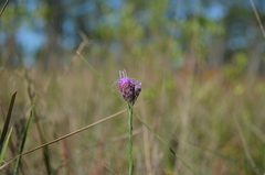 Carphephorus pseudoliatris