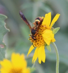 Megapterocheilus