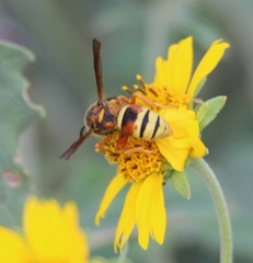 Megapterocheilus
