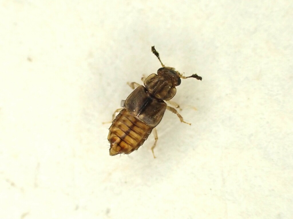 Anotylus brunneipennis