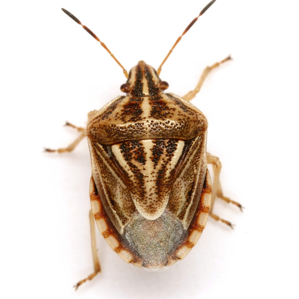 Broken-lined Stink Bug