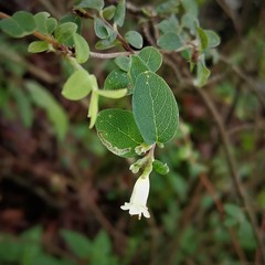 Symphoricarpos microphyllus