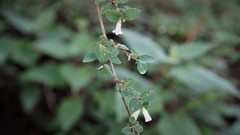 Symphoricarpos microphyllus
