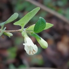 Symphoricarpos microphyllus