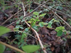 Symphoricarpos microphyllus