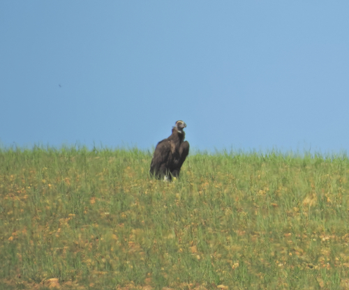 Cinereous Vulture (Aegypius monachus), photo 7