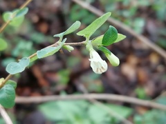 Symphoricarpos microphyllus