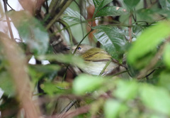 Poecilotriccus latirostris