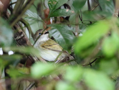 Poecilotriccus latirostris