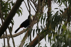Ramphastos vitellinus