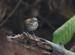 Sharp-Tailed Streamcreeper photo 3