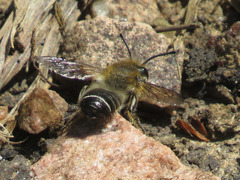 Megachile frigida