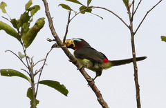 Pteroglossus inscriptus