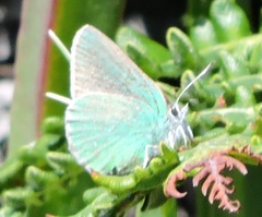 Callophrys viridis