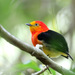 Band-tailed Manakin - Photo (c) guyincognito, some rights reserved (CC BY-NC), uploaded by guyincognito
