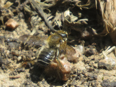 Megachile frigida