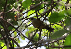 Pheugopedius genibarbis