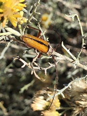 Crossidius suturalis