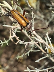 Crossidius suturalis