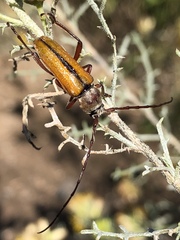 Crossidius suturalis