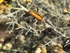 Crossidius suturalis