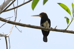 Brachygalba lugubris