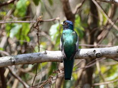 Trogon curucui