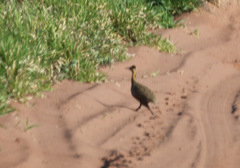 Rhynchotus rufescens