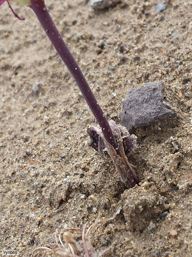 Lachenalia comptonii